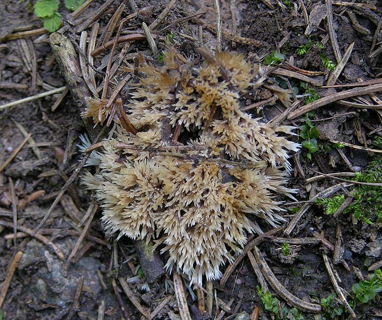 Help me, please (cfr. Pterula multifida = P. subulata)